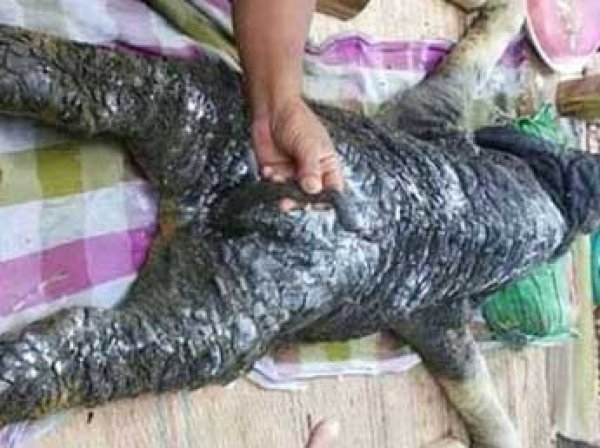 В Тайланде буйволица родила мутанта с телом крокодила