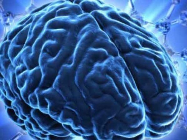 Учёные узнали, как омолодить мозг