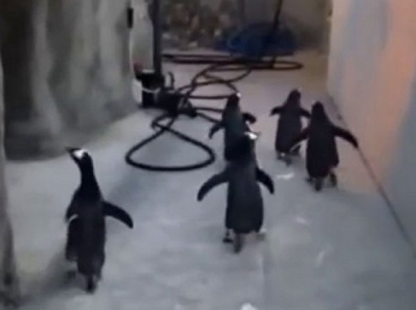 Пять пингвинов пытались сбежать из датского зоопарка