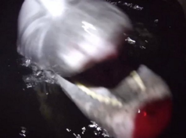 На Кубани экологи нашли пару краснокнижных дельфинов в силосной яме