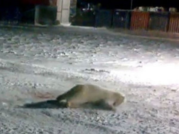 Белый медведь убит взрывпакетом: на мучителя животного заведено уголовное дело (видео)