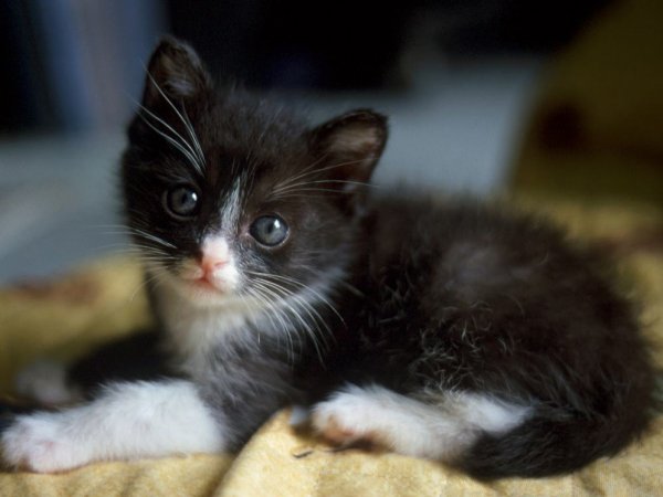 Ученые узнали, почему фото с котятами делают людей агрессивными
