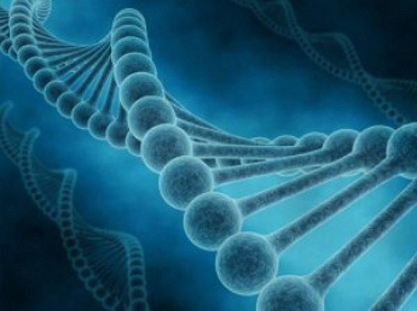 Ученые назвали главные гены, ответственные за продолжение жизни
