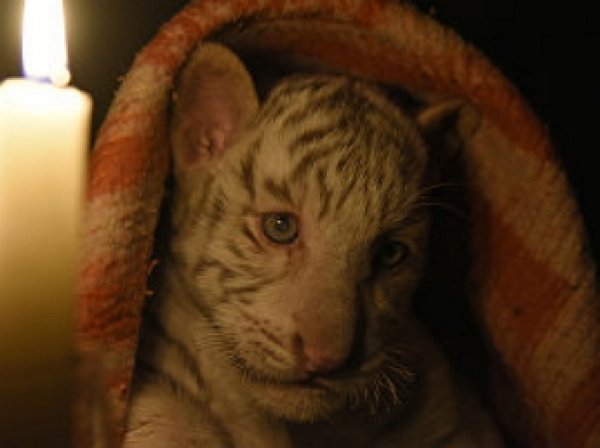 Установлена причина смерти «краснокнижных» тигрят в крымском зоопарке