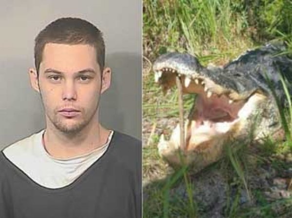В США крокодил съел мужчину, прятавшегося от полиции в озере