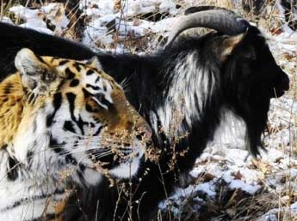 Козел Тимур и тигр Амур взяли паузу в отношениях и появились в Instagram