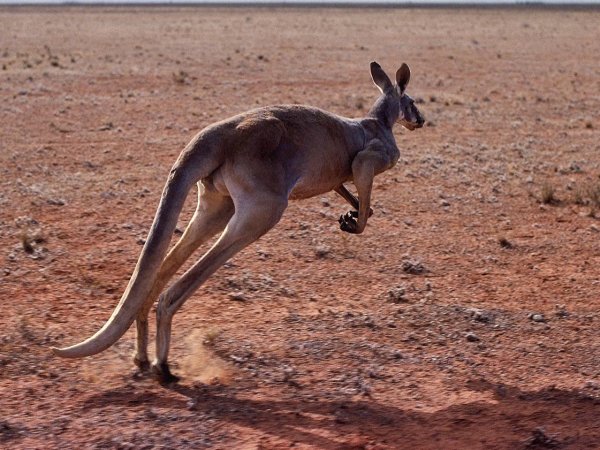 Австралийца обвинили в подготовке теракта с участием кенгуру