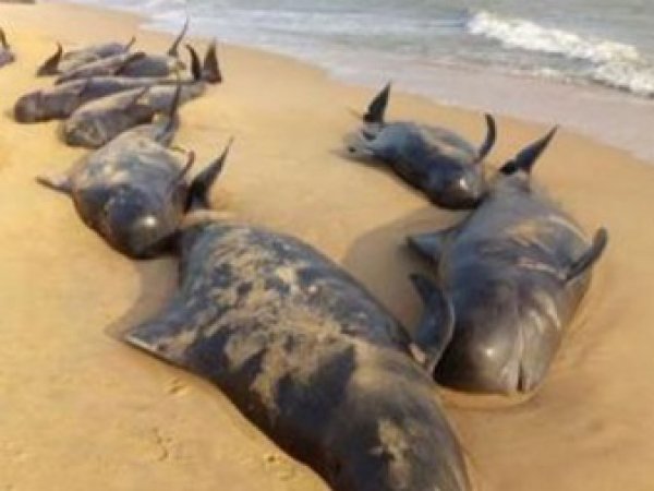В Индии на берег выбросились около 100 китов