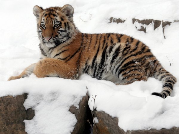 В Приморье умер тигренок, найденный у нацпарка "Земля леопарда"
