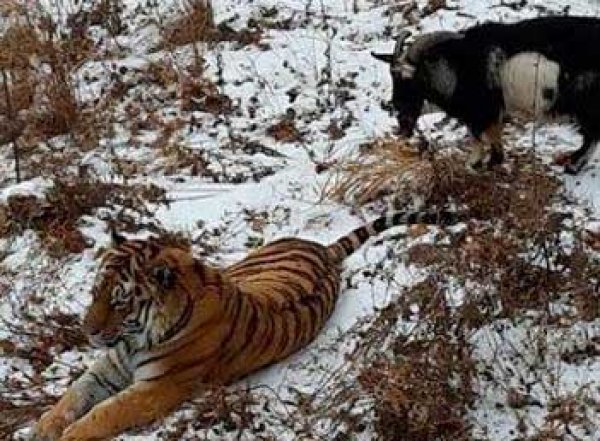 Во время мощнейшего снегопада тигр Амур обогрел козла Тимура