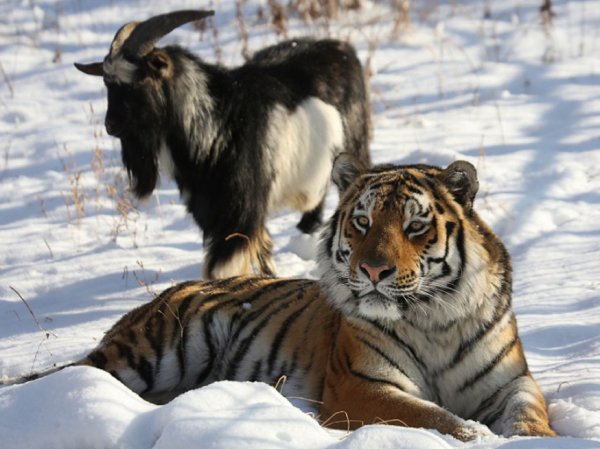 Тигр Амур и козел Тимур, последние новости: тигр Амур впервые напал на козла Тимура (ВИДЕО)