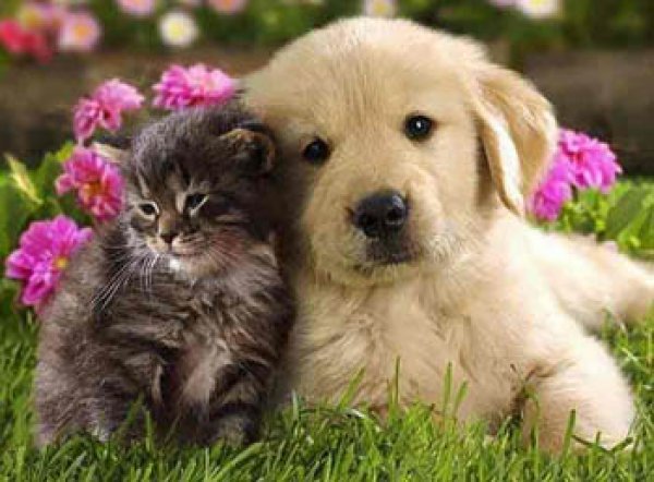 Биологи назвали самое заботливое животное на Земле