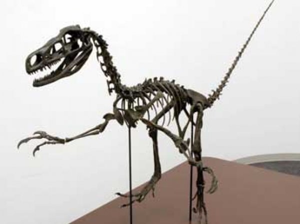 Археологи нашли в Японии неизвестный вид динозавров