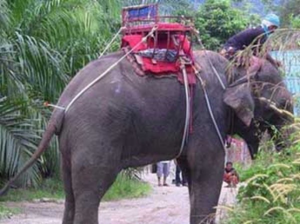 В Таиланде взбесившийся слон убил туриста и ранил проводника