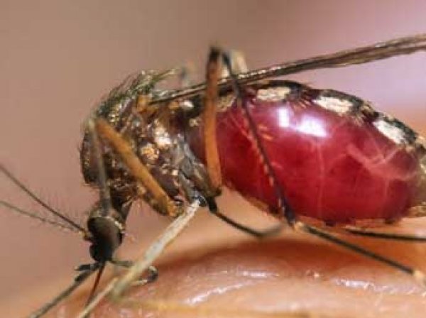 Ученые: смертельно опасный вирус Зика появился после опытов над комарами