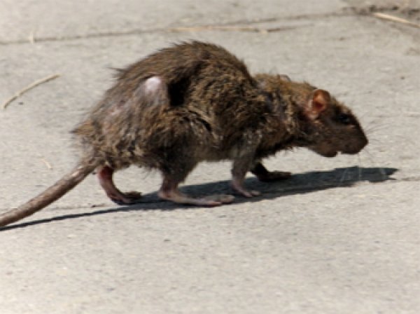 На детской площадке в центре Лондона найден огромная крыса