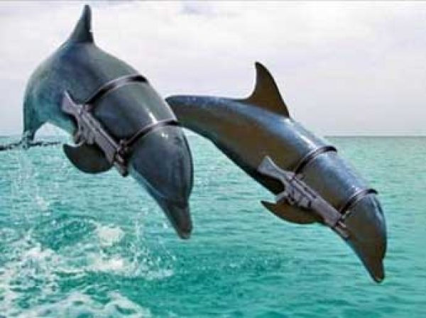 Минобороны РФ намерено приобрести пять дельфинов за 1,75 млн рублей
