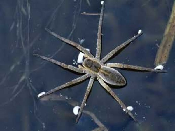В Австралии найден паук, который не плетет паутину и ест жаб