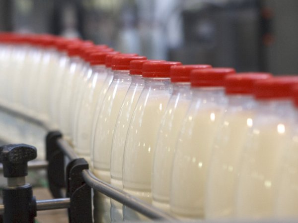 СМИ: российские производители молока опасаются остановки производства