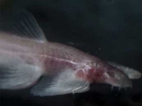 Ученые нашли в Таиланде рыбу, которая умеет ходить