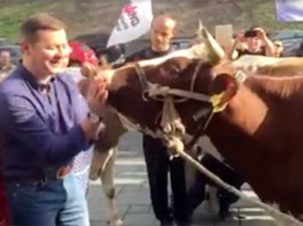 Радикал Ляшко поцеловал корову на митинге у здания кабмина Украины в Киеве