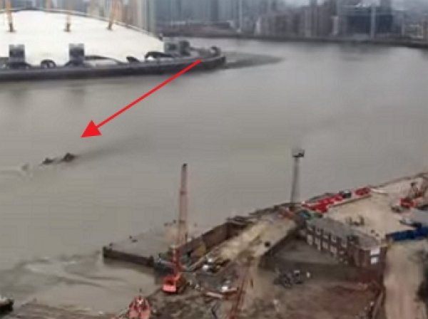 Британец снял на видео лох-несское чудовище в Темзе