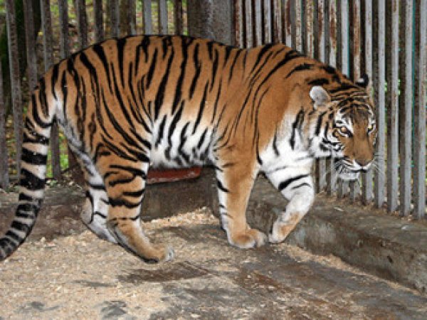 Тигр Амур растерзал девушку в барнаульском зоопарке