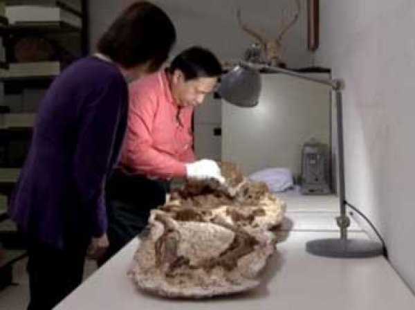 Археологи нашли на Тайване 4800-летние останки матери с ребенком на руках