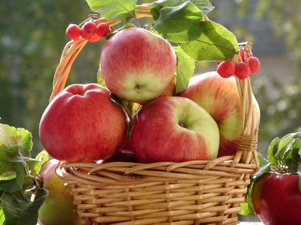 Ученые: употребление яблок продлевает жизнь