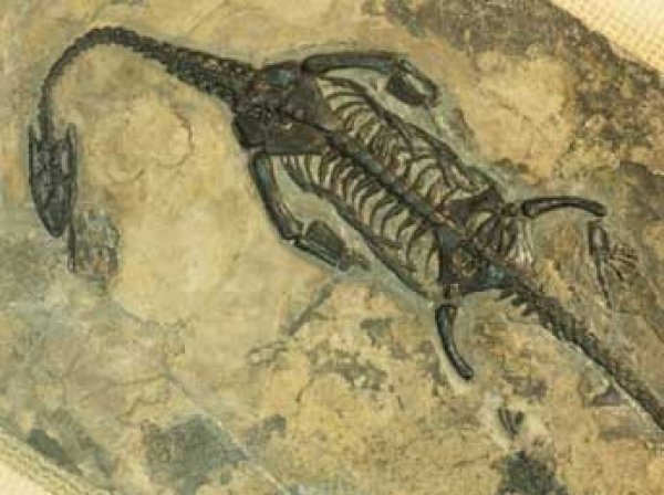 Ученые нашли в Антарктиде свыше тонны останков динозавров