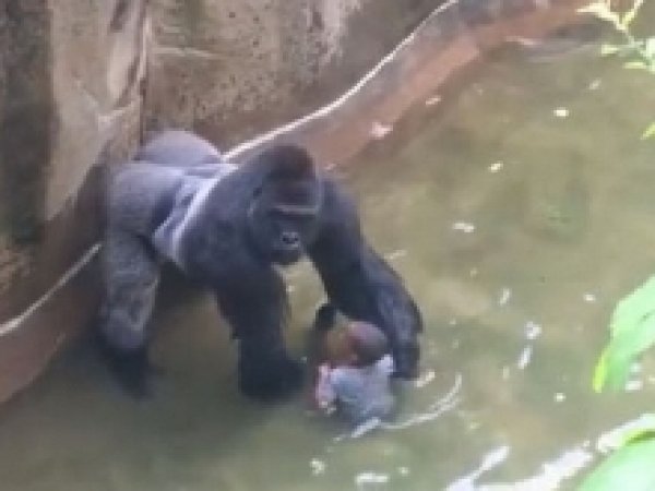 Мать ребенка, упавшего в вольер к горилле в зоопарке в США, рассказала о случившемся