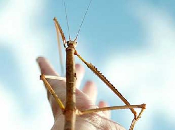 В Китае найдено самое длинное насекомое в мире