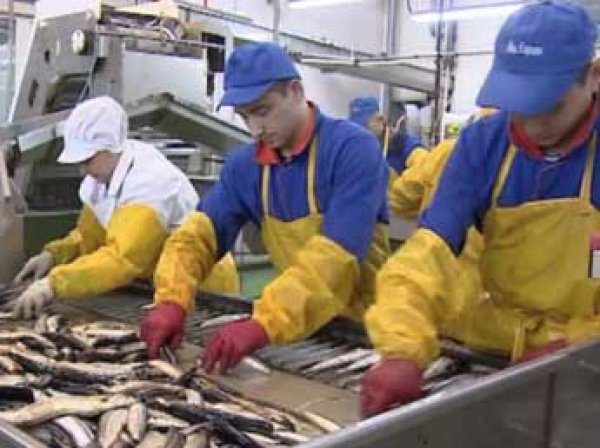 После жалобы Путину рыбокомбинат на острове Шикотан признан банкротом