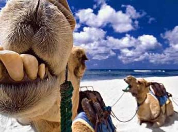 В Индии простоявший на 43-градусной жаре верблюд откусил голову хозяину