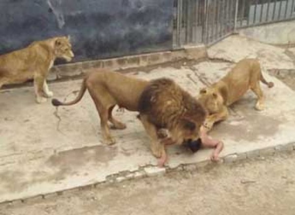 В зоопарке Чили львы терзали голого мужчину на глазах посетителей (фото, видео)