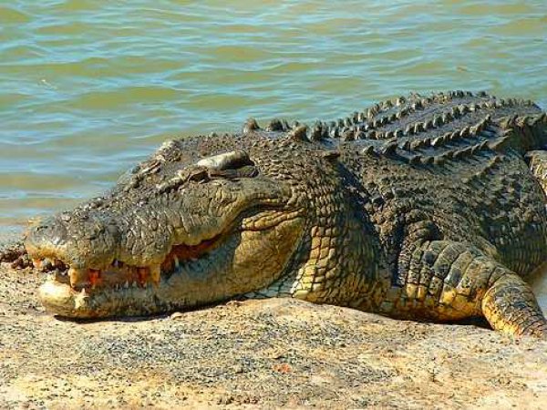 В Австралии крокодил утащил купавшуюся женщину
