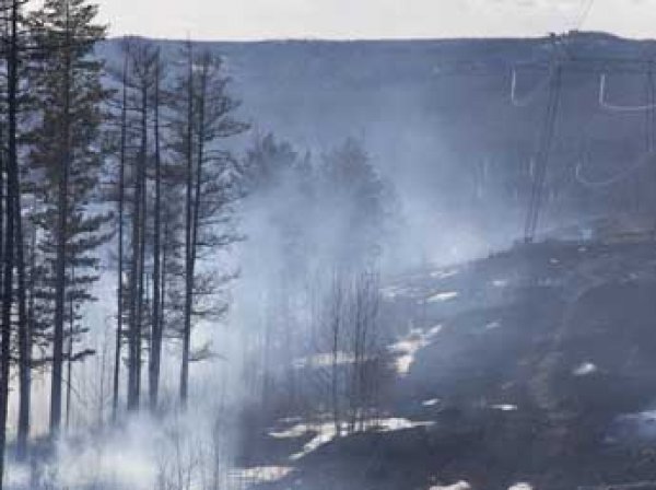 Гринпис бьет тревогу: гигантские пожары в Сибири уже не потушить