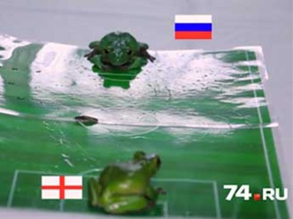 Россия — Англия, Евро 2016, прогноз: лягушки предсказали победителя в матче Россия — Англия на Евро-2016