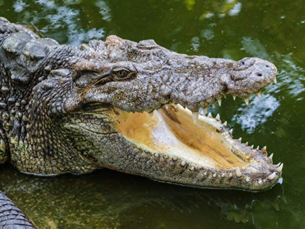 Крокодил вырвал ребенка из рук отца: шокирующие подробности трагедии в Диснейленде (ФОТО)