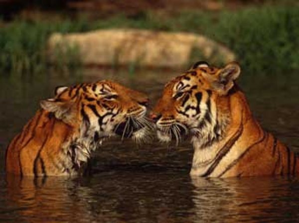 В «Тигрином монастыре» в Таиланде найдены еще 30 мертвых тигрят