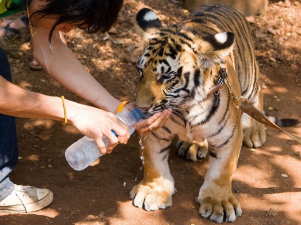 В буддийском монастыре в Таиланде нашли останки 40 расчлененных тигрят