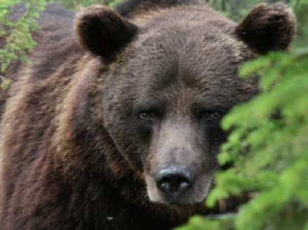 В Финляндии медведь сорвал военные учения НАТО