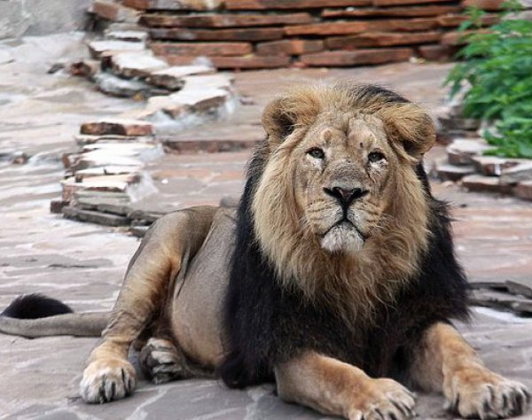 В Индии пьяный мужчина прыгнул в вольер ко львам, чтобы пожать им лапы (ВИДЕО)