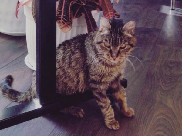Умерла кошка Матроска, прославившаяся "ограблением" витрины с деликатесами (ФОТО) (ВИДЕО)