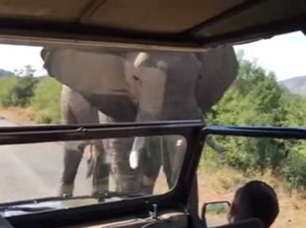 Шварценеггер опубликовал видео своего бегства от разъяренного слона (ВИДЕО)