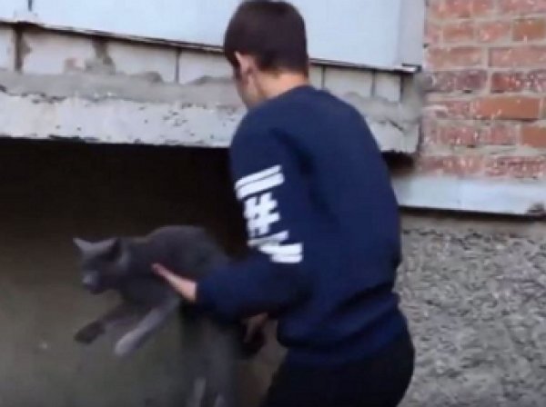 Во Владимире трое подростков жестоко убили котенка