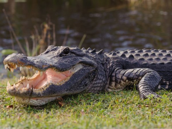 В Диснейленде города Орландо аллигатор утащил под воду ребенка