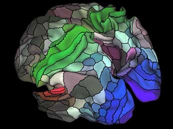 Ученые нашли в мозге человека около ста неизвестных областей