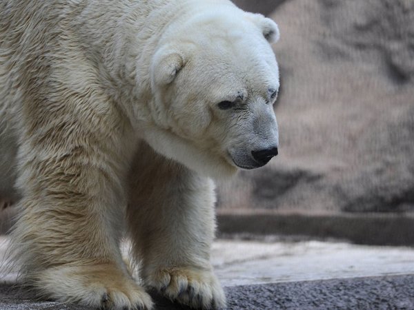 В аргентинском зоопарке умер "самый грустный медведь" в мире (ФОТО)