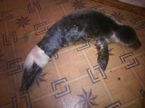 На Сахалине дети палками до смерти забили детеныша тюленя